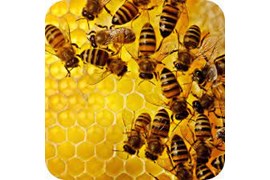 اعطای نمایندگی فروش و پخش انواع عسل (مجتمع پرورشی زنبور عسل دنا)