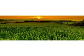اعطای نمایندگی فروش محصولات تقویت خاک باغات و زراعت (کائولن کشاورزی)